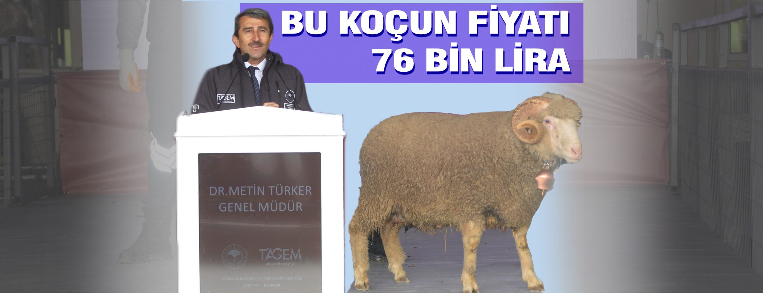 Bandırma Koyunculuk Araştırma Enstitüsü’nde 80’incisi düzenlenen Geleneksel Damızlık Koç Satış