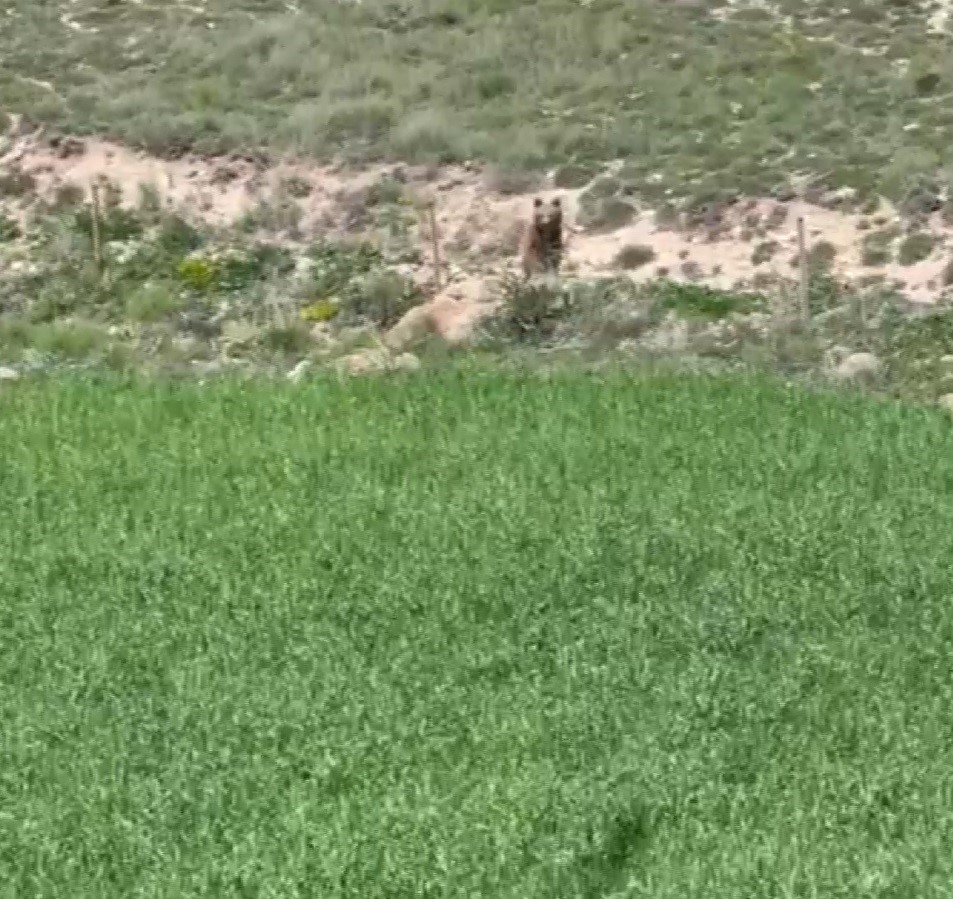 KAYSERİ'NİN SARIOĞLAN İLÇESİNDE YEMEK ARAMAK İÇİN YAYLAYA İNEN AYI, KAMERAYA