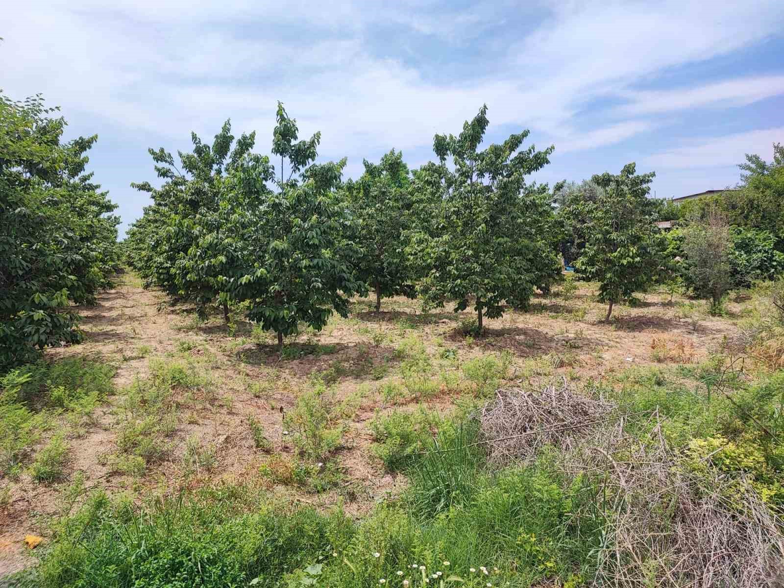 ADANA’DA HURMA BAHÇESİNDE BOĞAZI KESİLMİŞ ERKEK CESEDİ BULUNURKEN, POLİS ZANLIYI