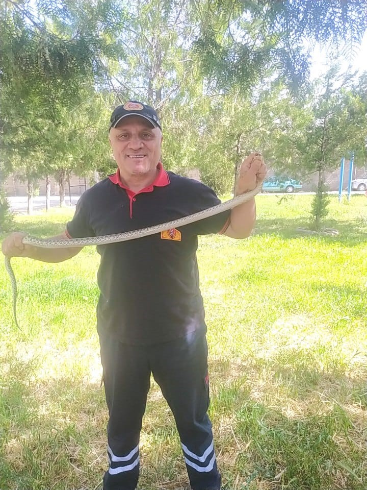 SUNGURLU'DA AĞACA ÇIKAN YILAN İTFAİYE EKİPLERİ TARAFINDAN YAKALANDI