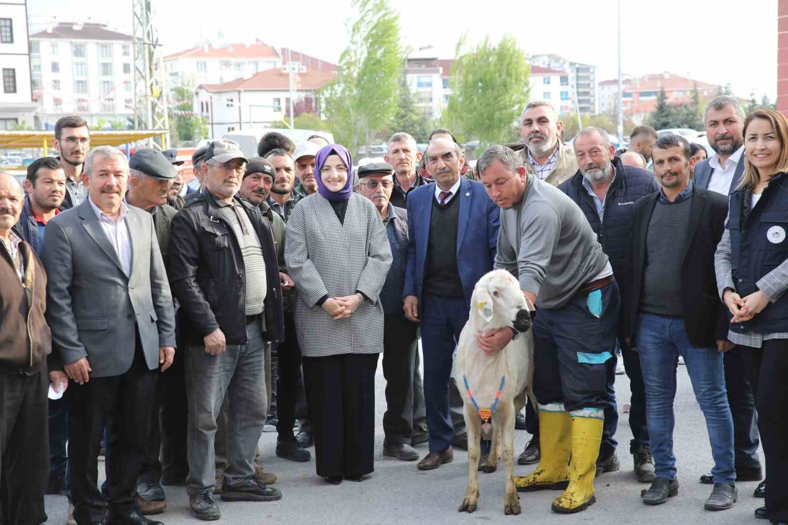 AKYURT BELEDİYESİ İLÇEDEKİ 74 ÇİFTÇİYE YÜZDE 50 HİBELİ DAMIZLIK KOÇ