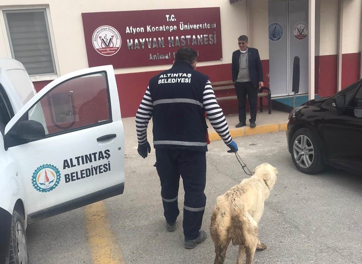 ALTINTAŞ BELEDİYESİ YARLI KÖPEĞİ TEDAVİ ETTİRDİ