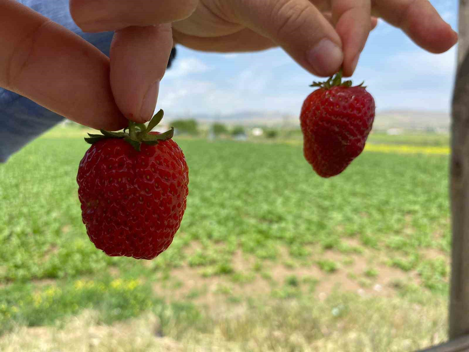 ELAZIĞ'IN MEŞHUR 'KUYULU' ÇİLEĞİNDE HASAT BAŞLADI. DAHA ÇOK ANA YOL