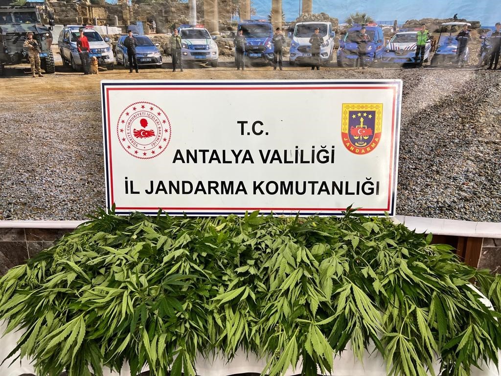 ANTALYA’DA JANDARMA EKİPLERİNCE, 268 KÖK KENEVİR BİTKİSİNİN ELE GEÇİRİLDİ.