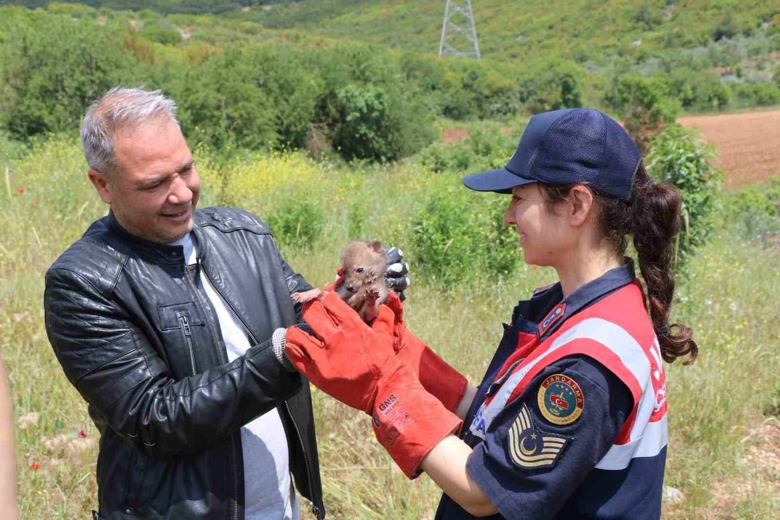 MUĞLA’NIN MENTEŞE İLÇESİNDE BİR VATANDAŞ TARAFINDAN BULUNAN ÇAKAL YAVRUSU EKİPLER