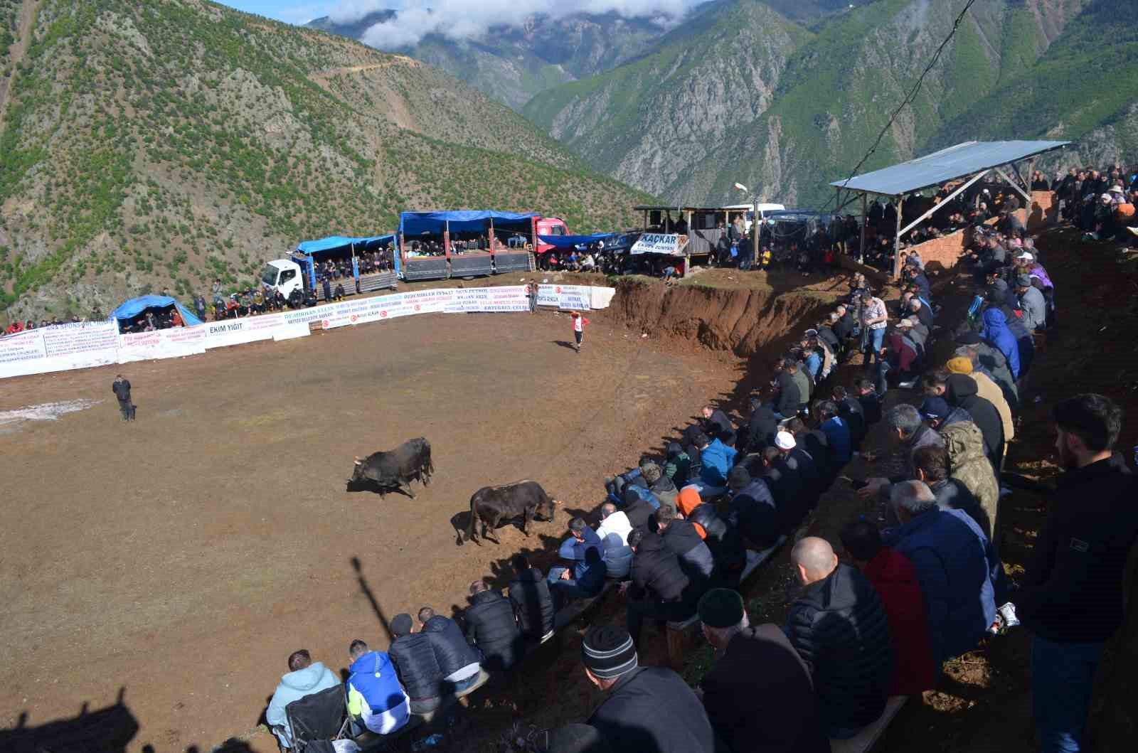 ARTVİN’DE HER YIL GELENEKSEL OLARAK DÜZENLENEN BOĞA GÜREŞLERİ FESTİVALLERİ BAŞLADI.