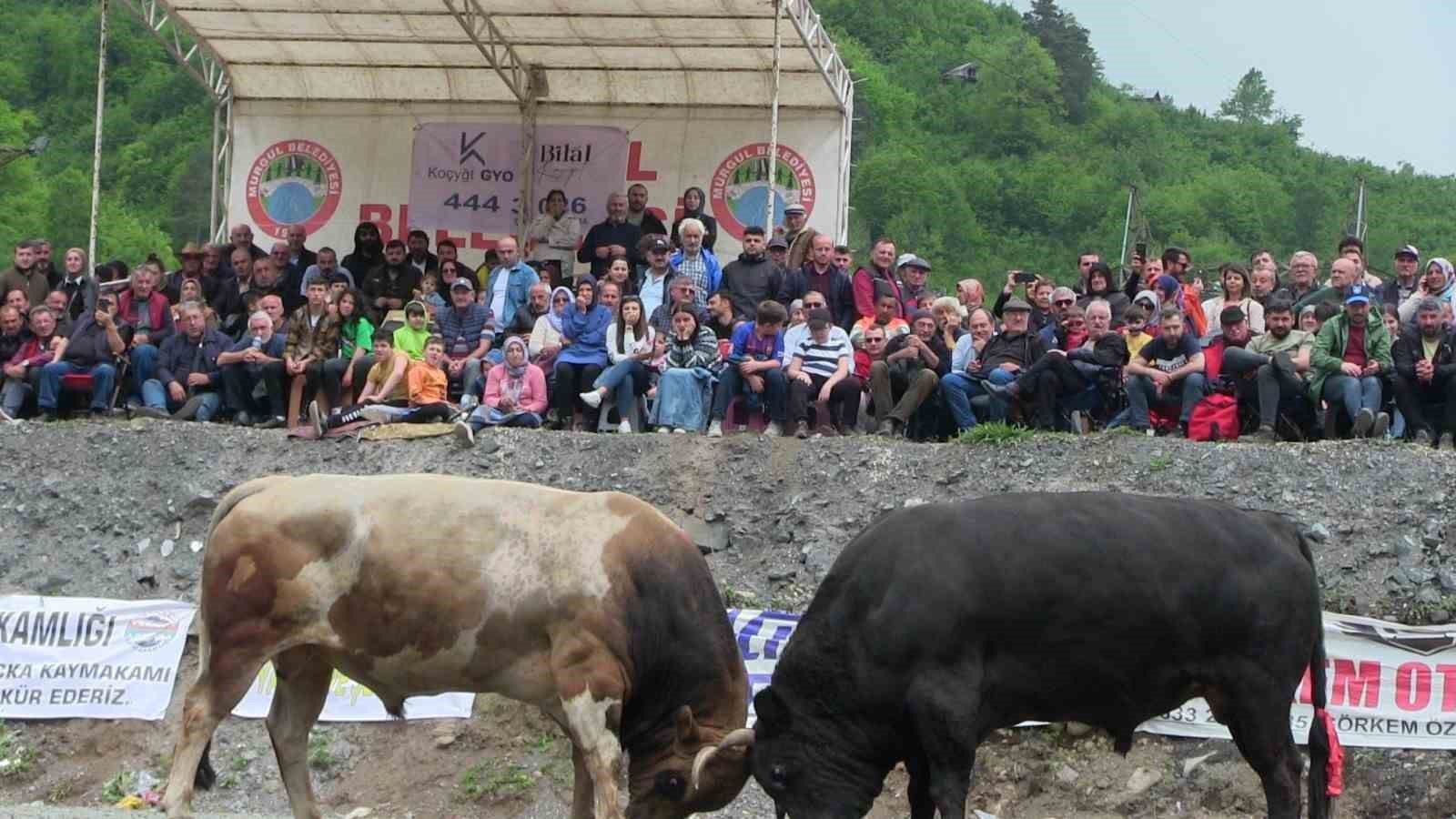 ARTVİN'DE HER YIL GELENEKSEL OLARAK DÜZENLENEN BOĞA GÜREŞLERİ FESTİVALLERİ HER