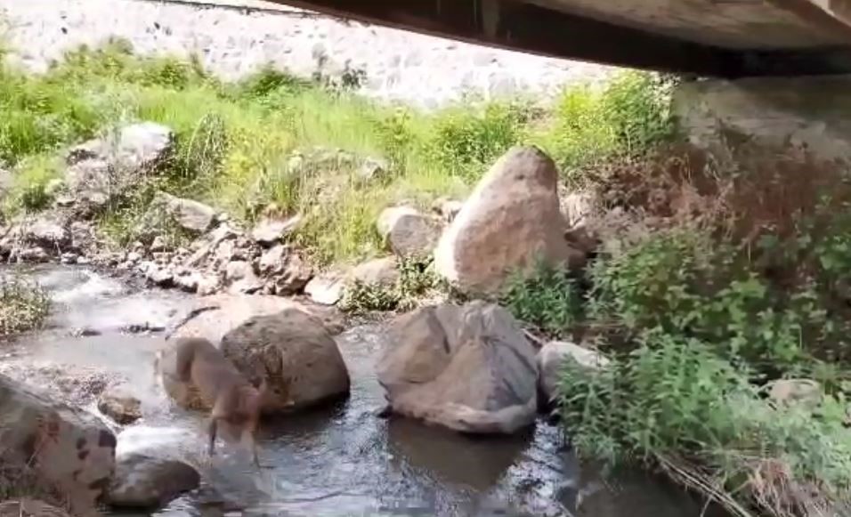 ARTVİN’DE YİYECEK ARAMAK İÇİN YERLEŞİM ALANLARINA  İNEN KARACALAR GÖRÜNTÜLENDİ.