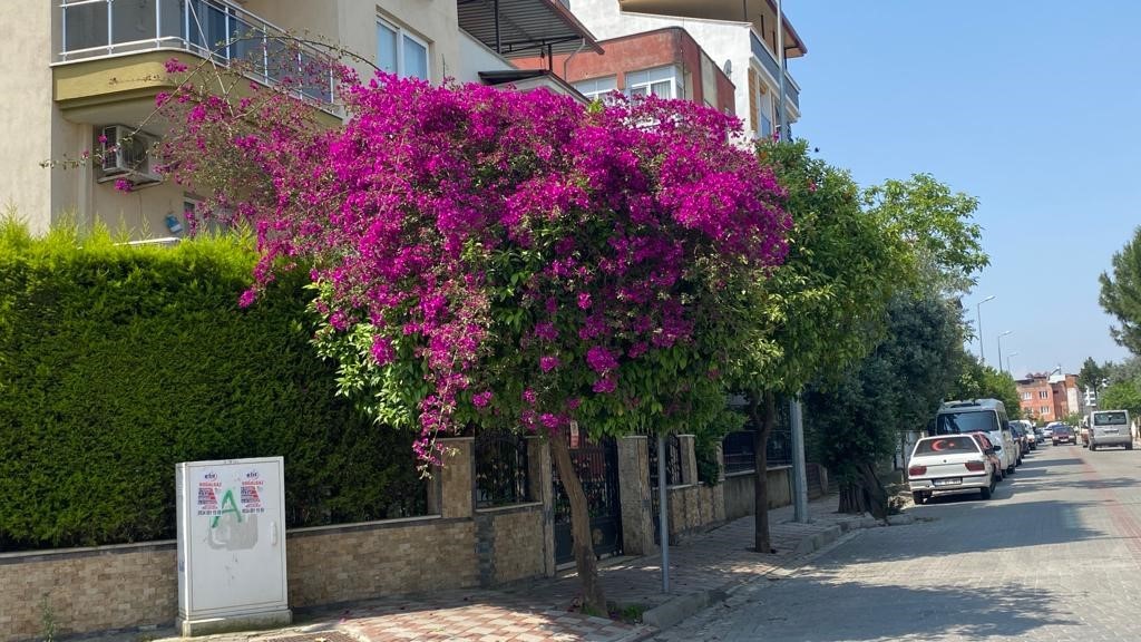 HAVALARIN ISINMASI İLE BİRLİKTE AYDIN'DA KENT GENELİ DİKİLEN ÇİÇEKLERLE RENKLENMEYE