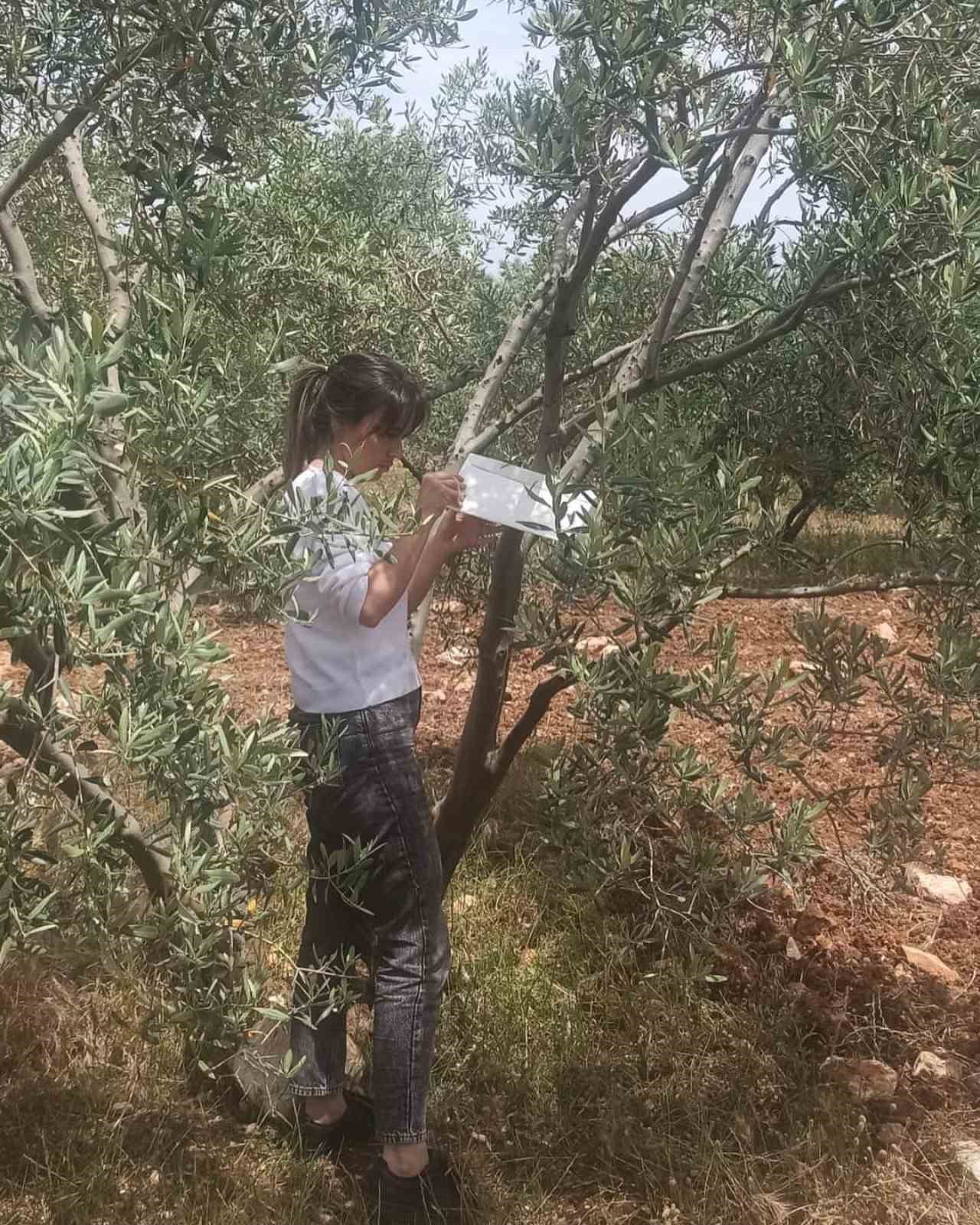 AYDIN’IN DİDİM İLÇESİNDE ZEYTİN BAHÇELERİNDE ZARARLI VE HASTALIK KONULARINDA DENETİM