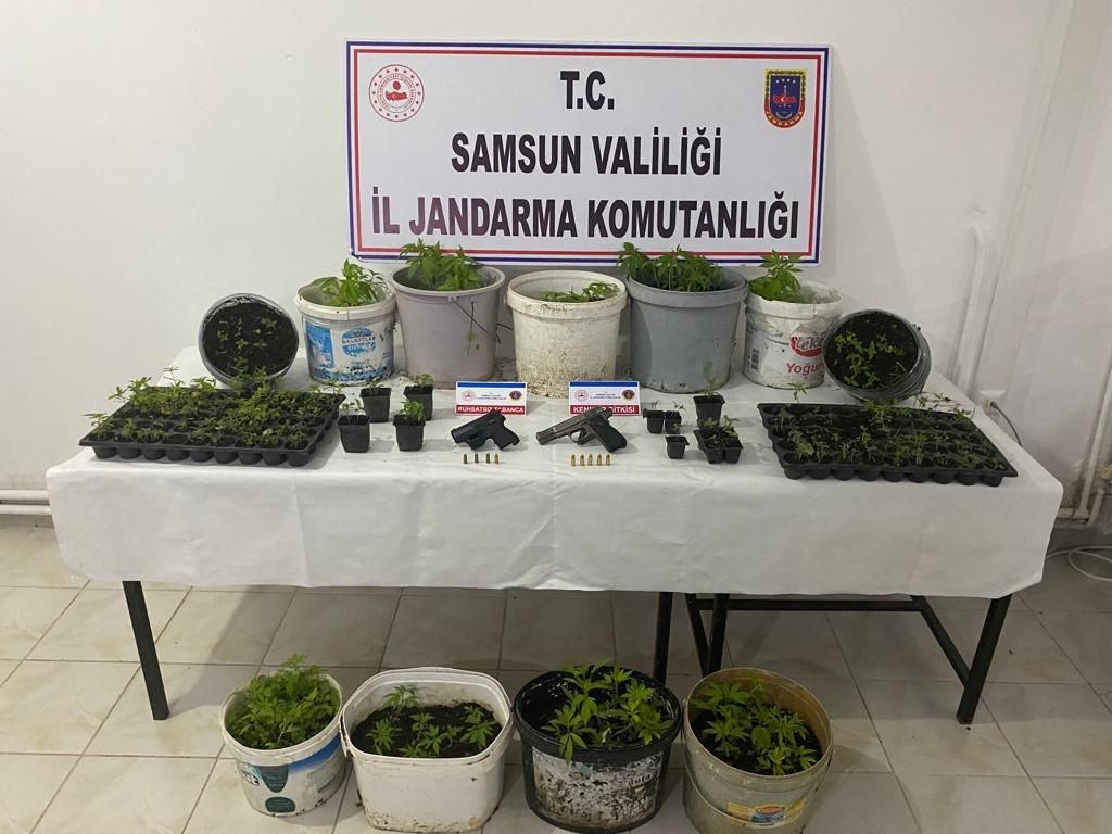 SAMSUN'UN BAFRA İLÇESİNDE 391 KÖK HİNT KENEVİRİ VE 2 ADET