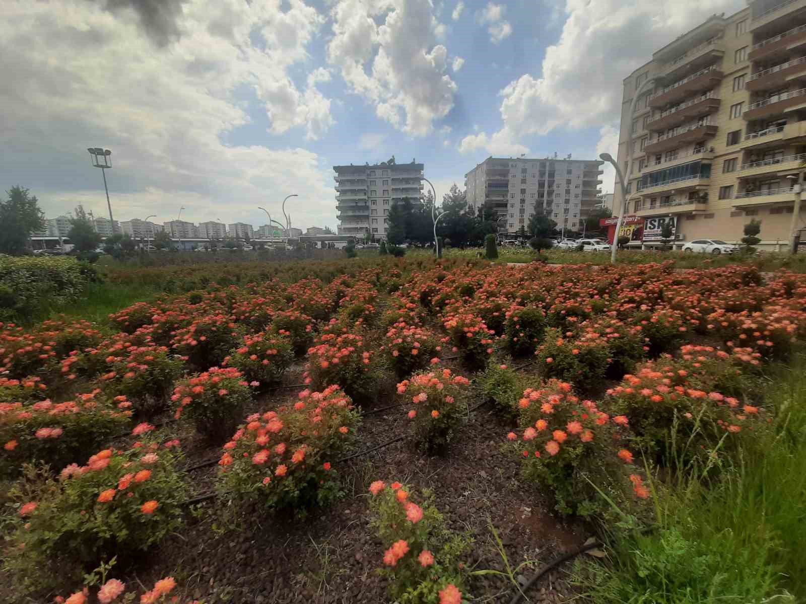 BAĞLAR BELEDİYESİ’NCE GEÇTİĞİMİZ YILLARDA HAYATA GEÇİRİLEN VE HER YIL GELİŞTİRİLEN