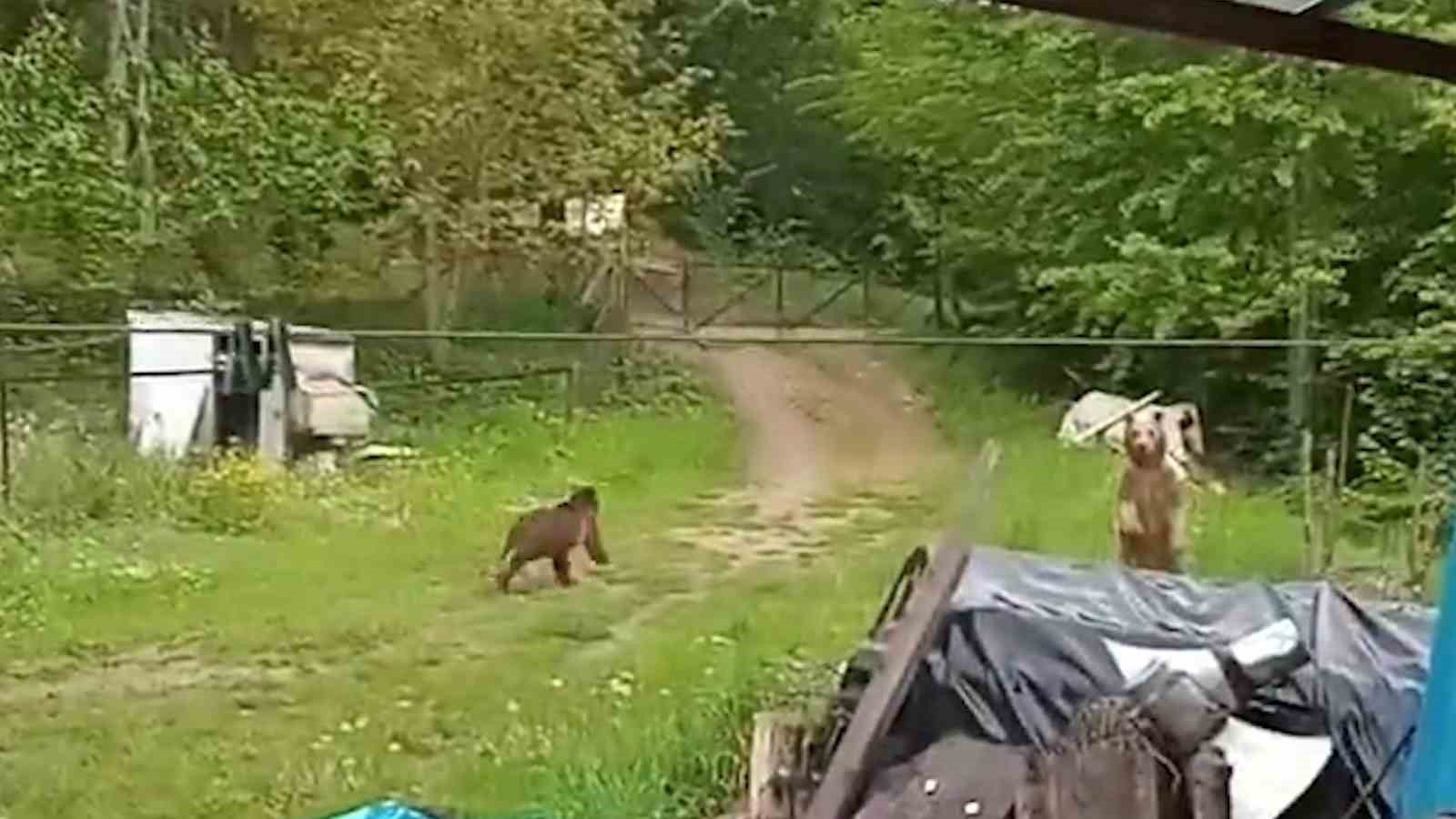 BAHÇESİNE GİREN 2 AYIYI GÖREN VATANDAŞ, BAĞIRARAK AYILARI UZAKLAŞTIRDI.