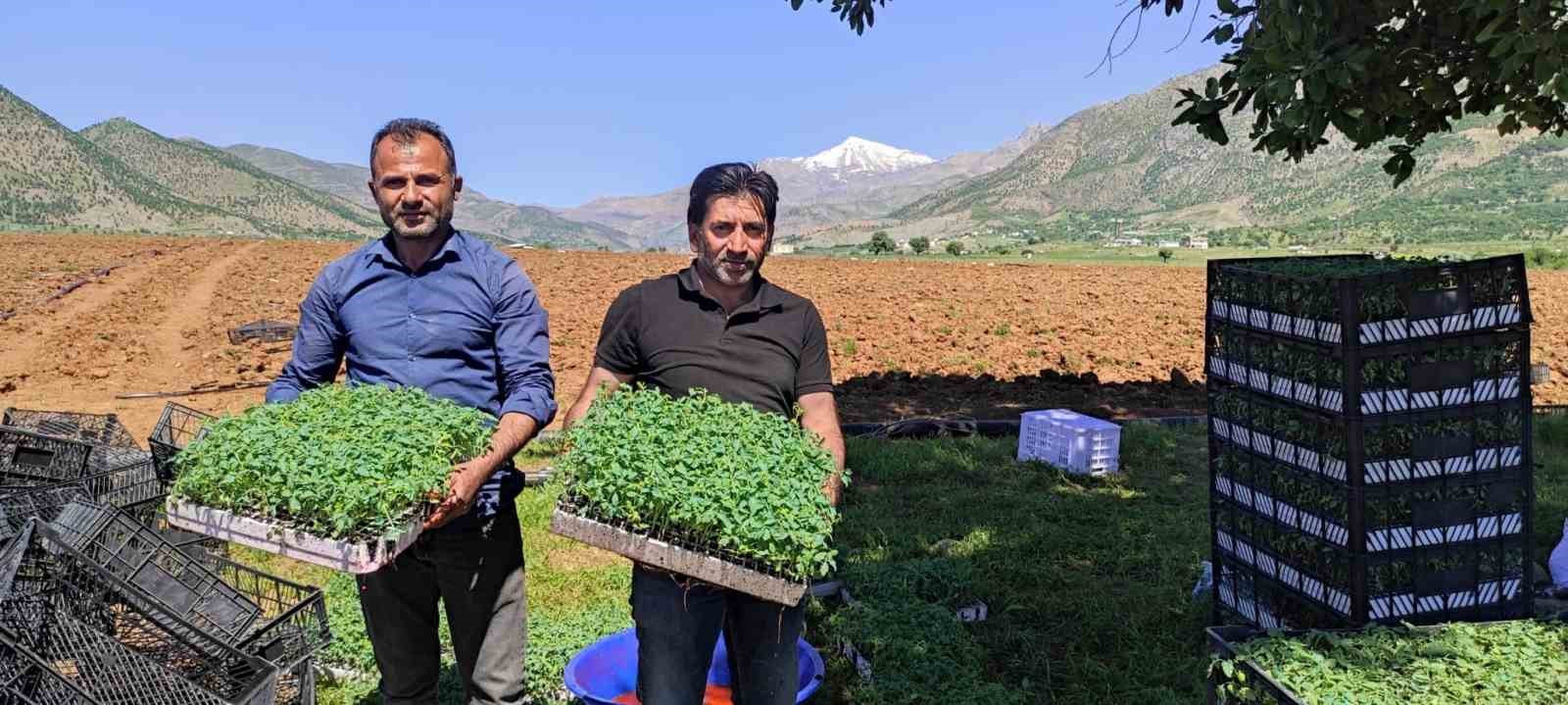 BATMAN’DA 400 DÖNÜMLÜK ALANDA KURUTMALIK DOMATES EKİMİNE BAŞLANDI - CAHİD