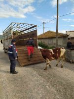 BALIKESİR’İN BİGADİÇ İLÇESİNE BAĞLI IŞIKLARIRSAL MAHALLESİNDE MEYDANA GELEN BÜYÜKBAŞ HAYVAN