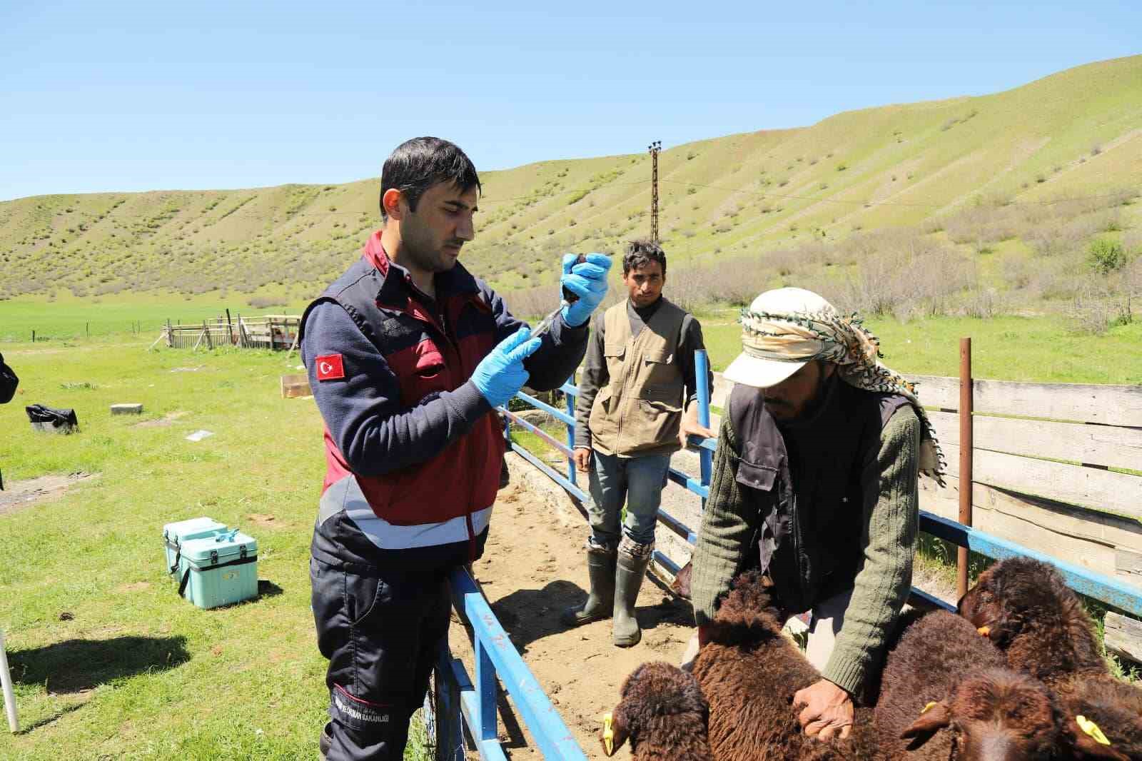 BİNGÖL’DE TARIM VE ORMAN İL MÜDÜRLÜĞÜ PERSONELLERİ TARAFINDAN KÜÇÜKBAŞ HAYVANLARIN
