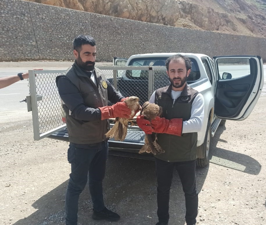 BİNGÖL’DE YARALI HALDE BULUNAN YAVRU AKBABA VE İKİ SU ŞAHİNİ,