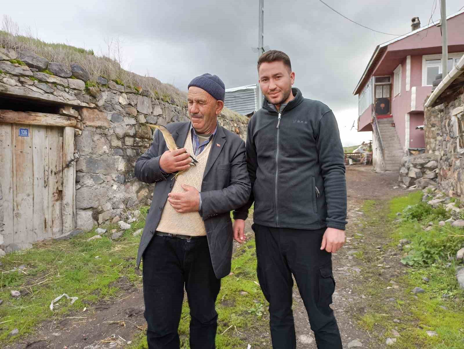 ARDAHAN'DA BİTKİN HALDE BULUNAN BALABAN KUŞU TEDAVİYE ALINDI. (OLGUN YILDIZ/ARDAHAN-İHA)ARDAHAN'DA
