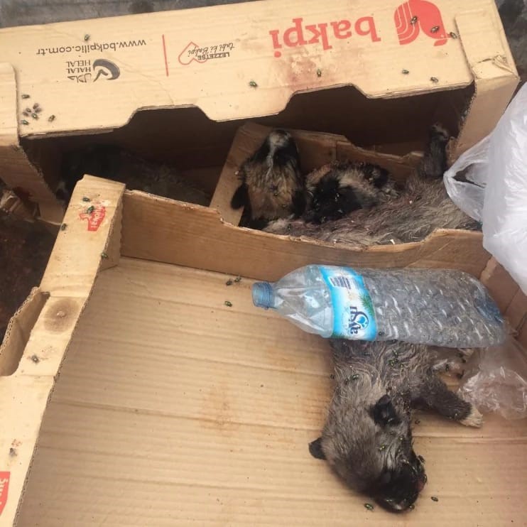 BURDUR'UN BUCAK İLÇESİNDE DÜN SABAH SAATLERİNDE 6 KÖPEK YAVRUSU BOŞ
