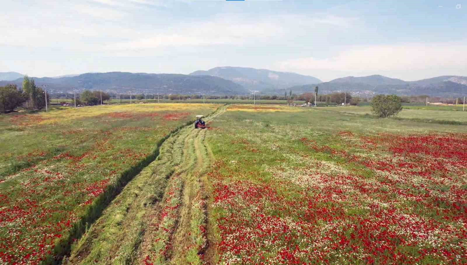MUĞLA BÜYÜKŞEHİR BELEDİYESİ 434 DÖNÜM ARAZİSİNE EKİMİNİ YAPTIĞI YEM BİTKİSİ