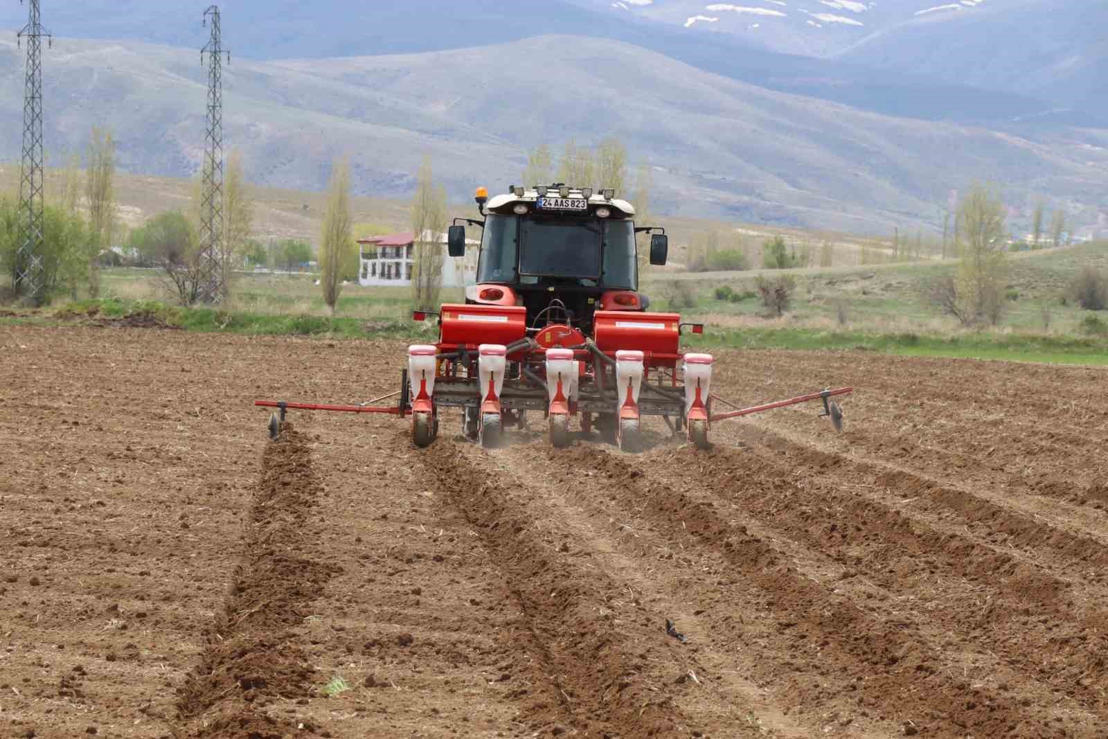 ÇAYIRLI’DA AYÇİÇEĞİ EKİMİ BAŞLADI