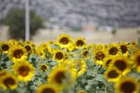 BOLU İL TARIM VE ORMAN MÜDÜRLÜĞÜ, TARIM VE ORMAN BAKANLIĞI'NIN