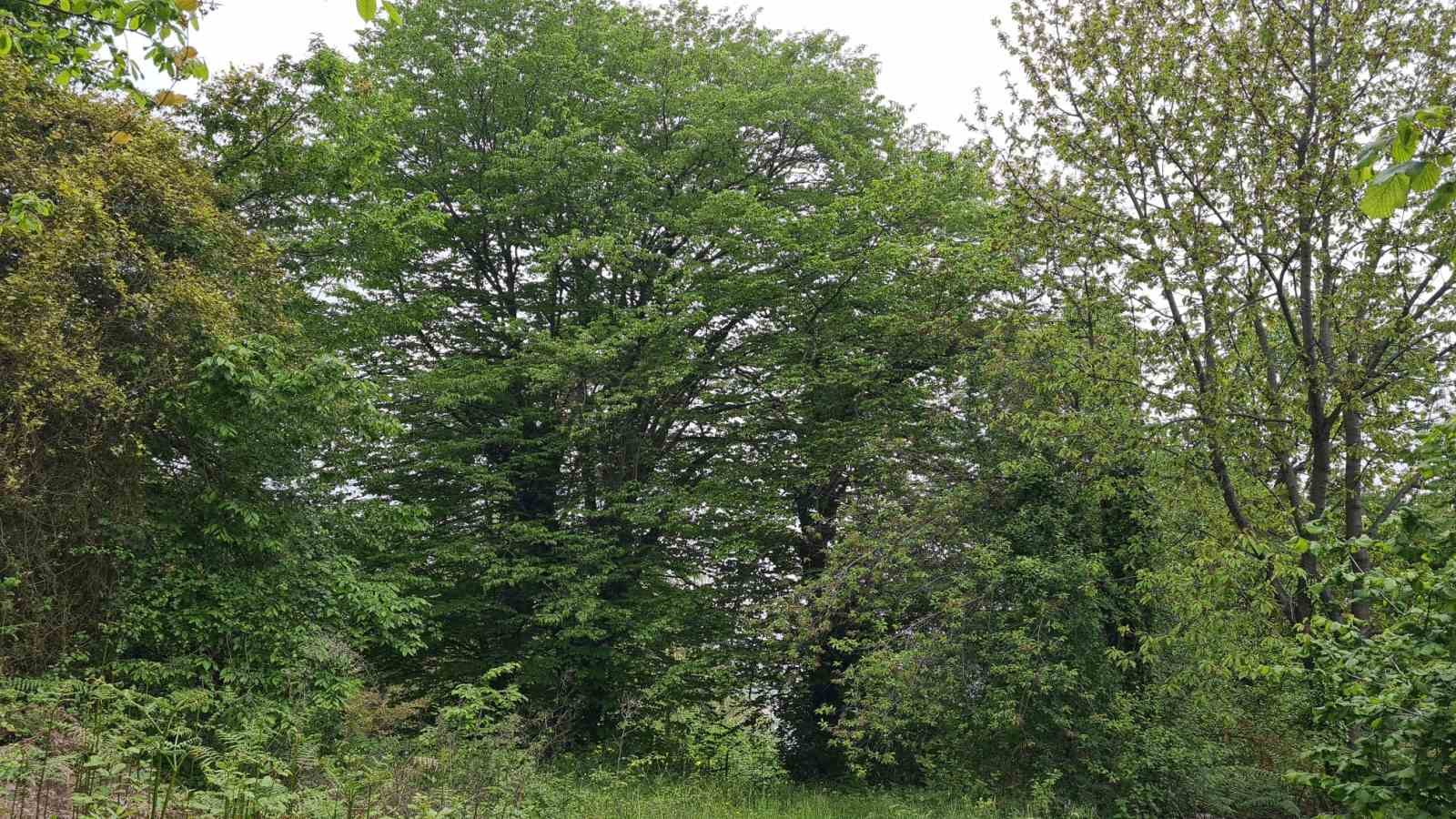 ZONGULDAK’IN ALAPLI İLÇESİNDE ARICILIK İŞİ İLE UĞRAŞAN BAZI ARICILAR, GAL