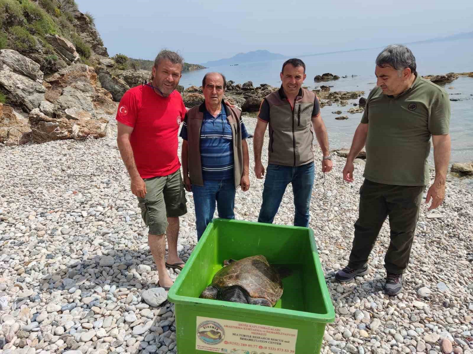 MUĞLA’NIN BODRUM İLÇESİNDE SAHİLE VURAN CARETTA CARETTA CİNSİ KAPLUMBAĞA, KURTARILDI.