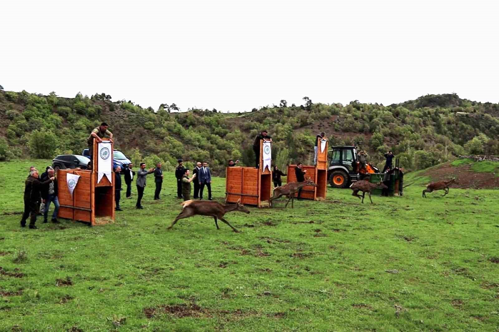 ÇORUM’UN OSMANCIK İLÇESİNDE DOĞAL HAYATIN KORUNMASI AMACIYLA 4 KIZIL GEYİK
