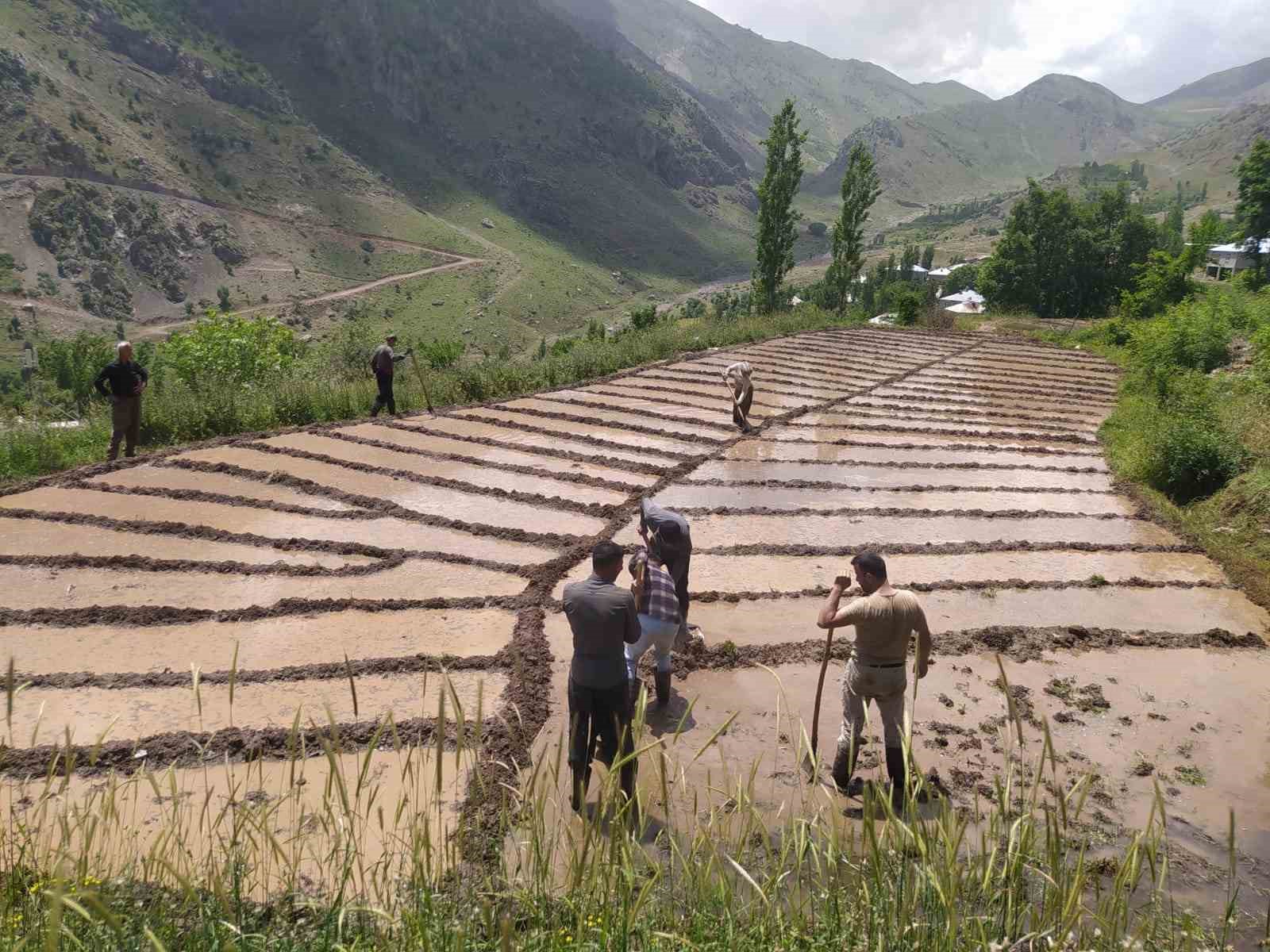 HAKKARİ'NİN ÇUKURCA İLÇESİNE BAĞLI AKKAYA KÖYÜNDEKİ ÇİFTÇİLER, İMECE USULÜ ÇELTİK