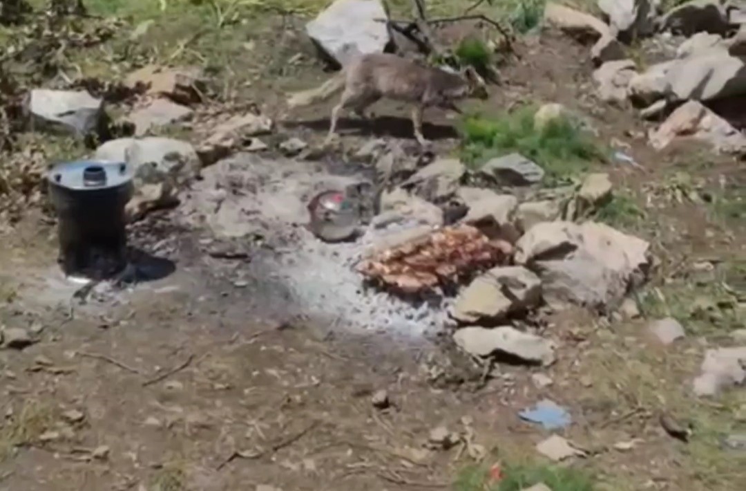 HAKKARİ’NİN DERECİK İLÇESİNDE AÇ KALAN BİR TİLKİ, PİKNİKÇİLERİN YEMEĞİNİ YEMESİ