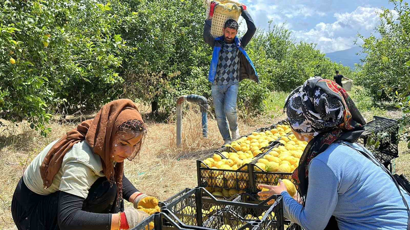 TÜRKİYE’DE LİMON ÜRETİMİNDE ÖNEMLİ YERE SAHİP OLAN HATAY’IN ARSUZ İLÇESİ