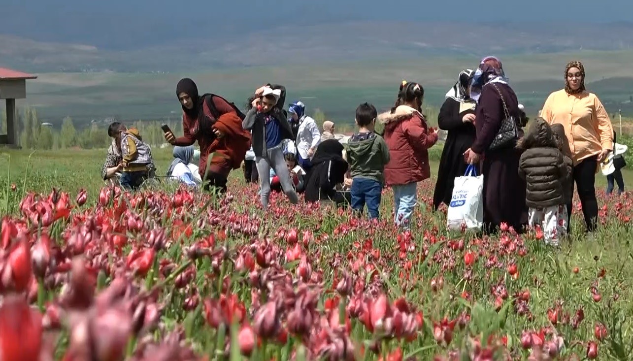 DEPREMZEDE VATANDAŞLAR, LALE TARLASINI ZİYARET ETTİ