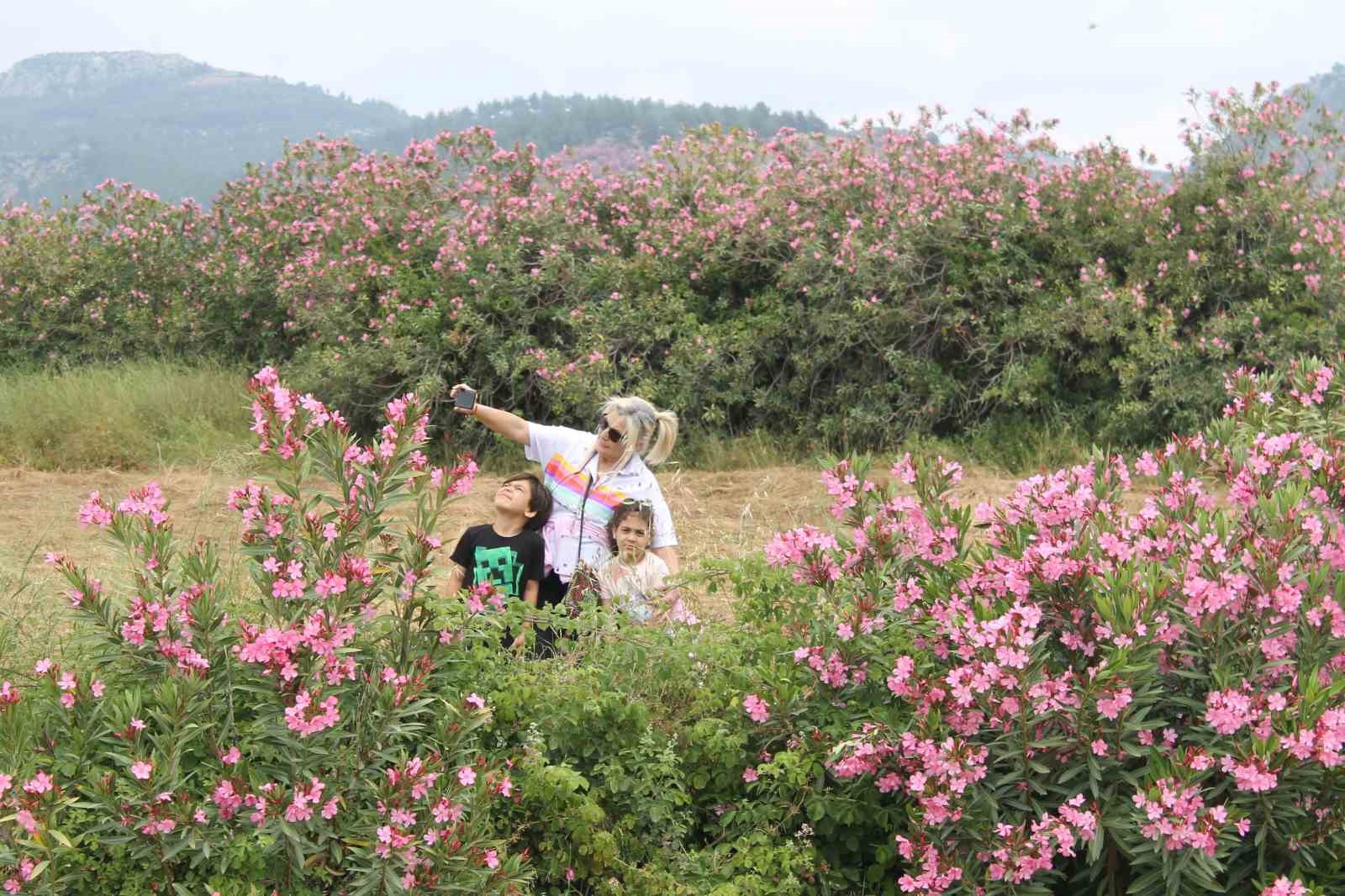 AYÇİÇEK TARLALARINA VATANDAŞLAR RESİM ÇEKTİRDİ.