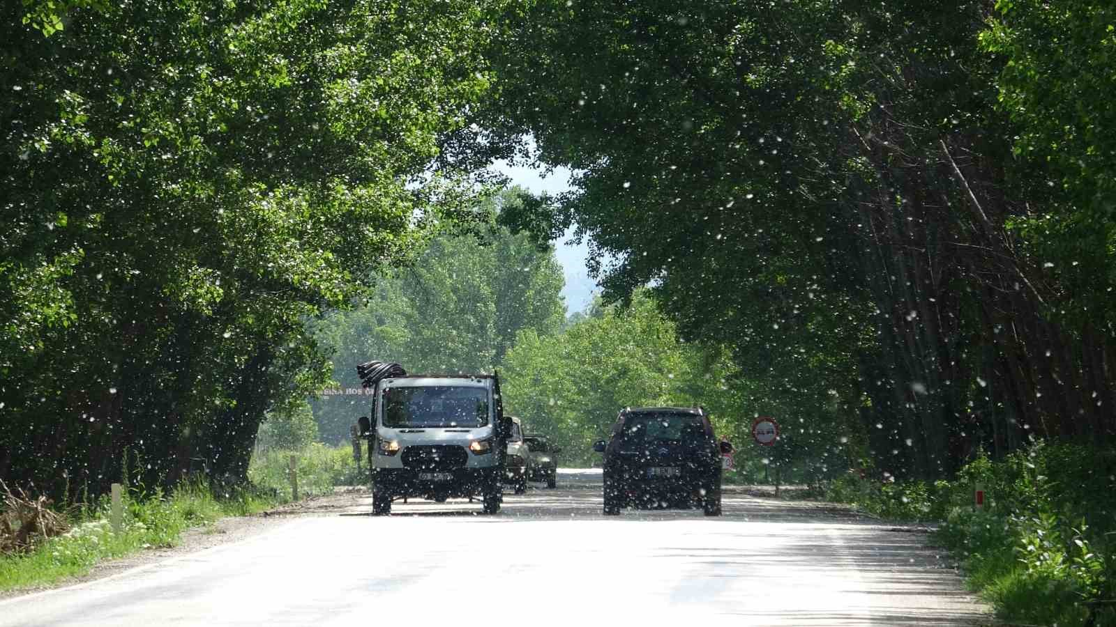 ETRAFINDA BULUNAN KAVAK AĞAÇLARIYLA DOĞAL GÜZELLİK OLUŞTURAN YOL, SÜRÜCÜLER İÇİN