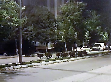 DENİZLİ’NİN MERKEZEFENDİ İLÇESİNDE AKŞAM GEZİNTİSİNE ÇIKAN DOMUZ SÜRÜSÜ, VATANDAŞLAR TARAFINDAN