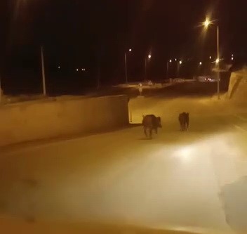 ADIYAMAN’IN ŞEHİR MERKEZİNE İNEN DOMUZLAR ŞAŞIRTTI.