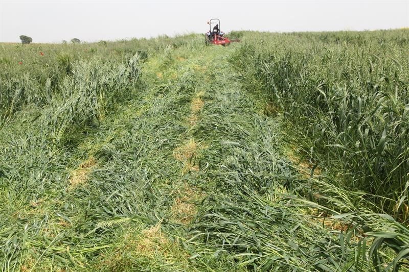 ÇANAKKALE'NİN BİGA İLÇESİNE BAĞLI GÜLEÇKÖY'DE İL TARIM VE ORMAN MÜDÜRLÜĞÜ