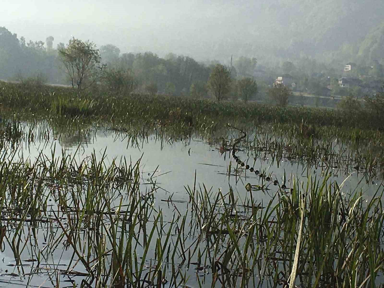 DÜZCE DOĞA KORUMA VE MİLLİ PARKLAR ŞUBE MÜDÜRLÜĞÜ EKİPLERİNCE EFTENİ