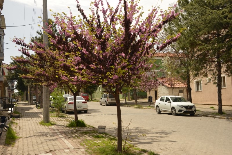 BAHARIN MÜJDECİSİ ERGUVANLAR GEDİZ CADDELERİNİ SÜSLÜYOR