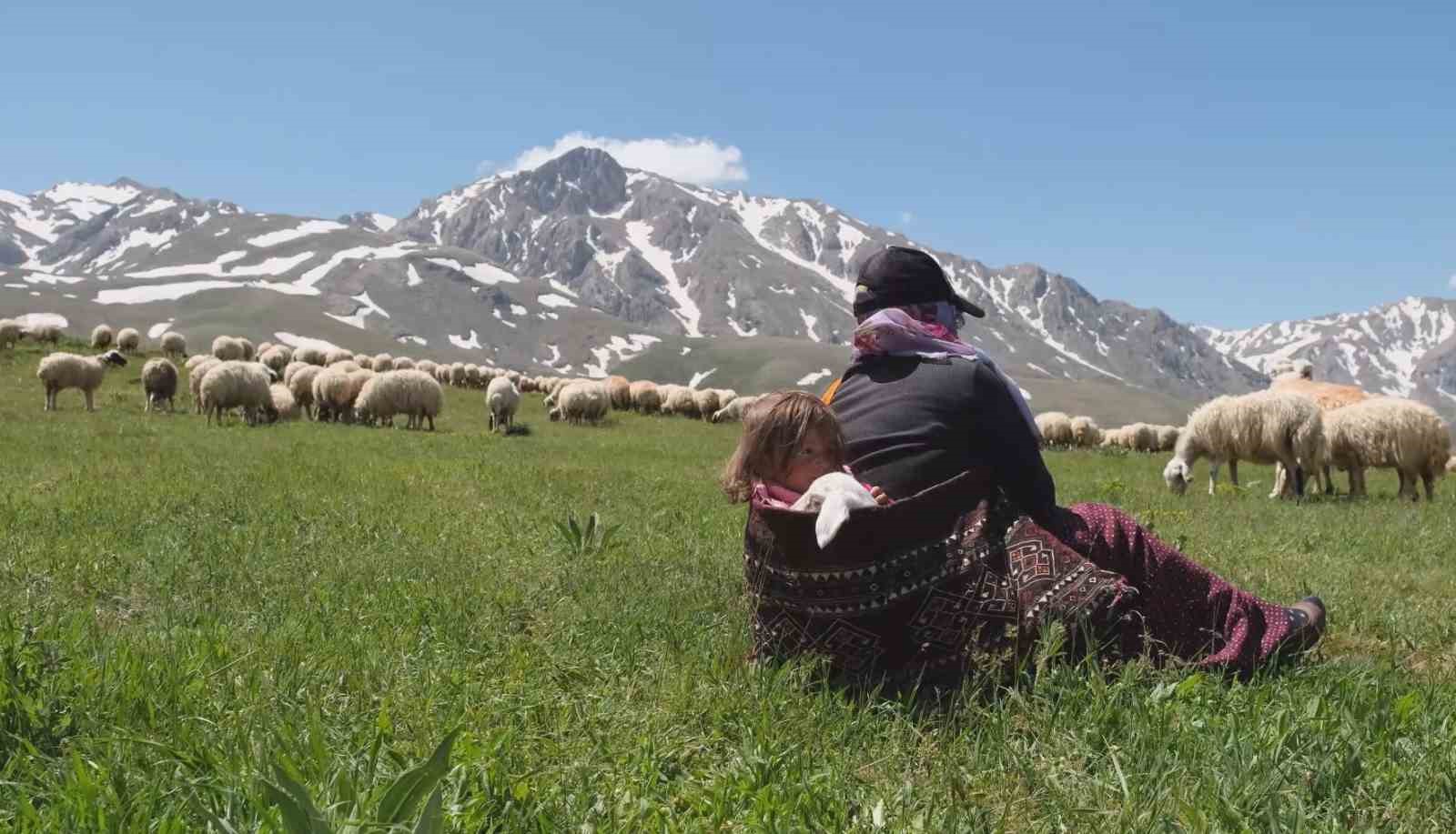 ERZİNCAN’DA MERALAR KÜÇÜKBAŞ HAYVANLARLA ŞENLENDİ