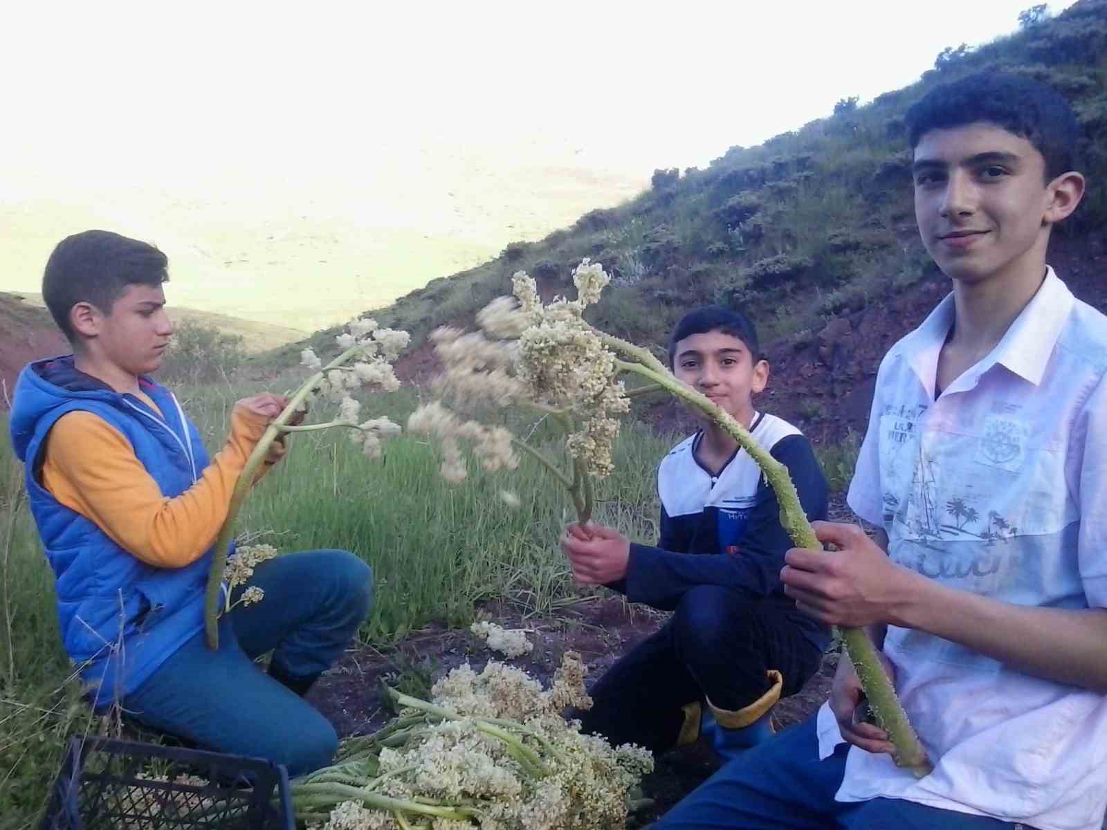 HALK ARASINDA EŞGİN, UÇKUN YA DA IŞGIN OLARAK BİLENEN BİTKİ