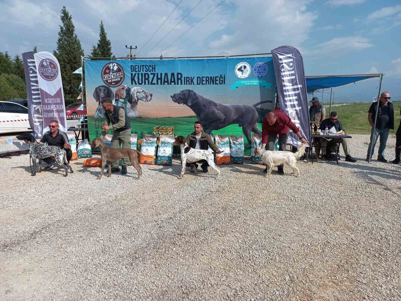 MANİSA’NIN SALİHLİ İLÇESİNDE DÜZENLENEN 2'NCİ FERMALI AV KÖPEKLERİ MERA YARIŞMASI'NDA