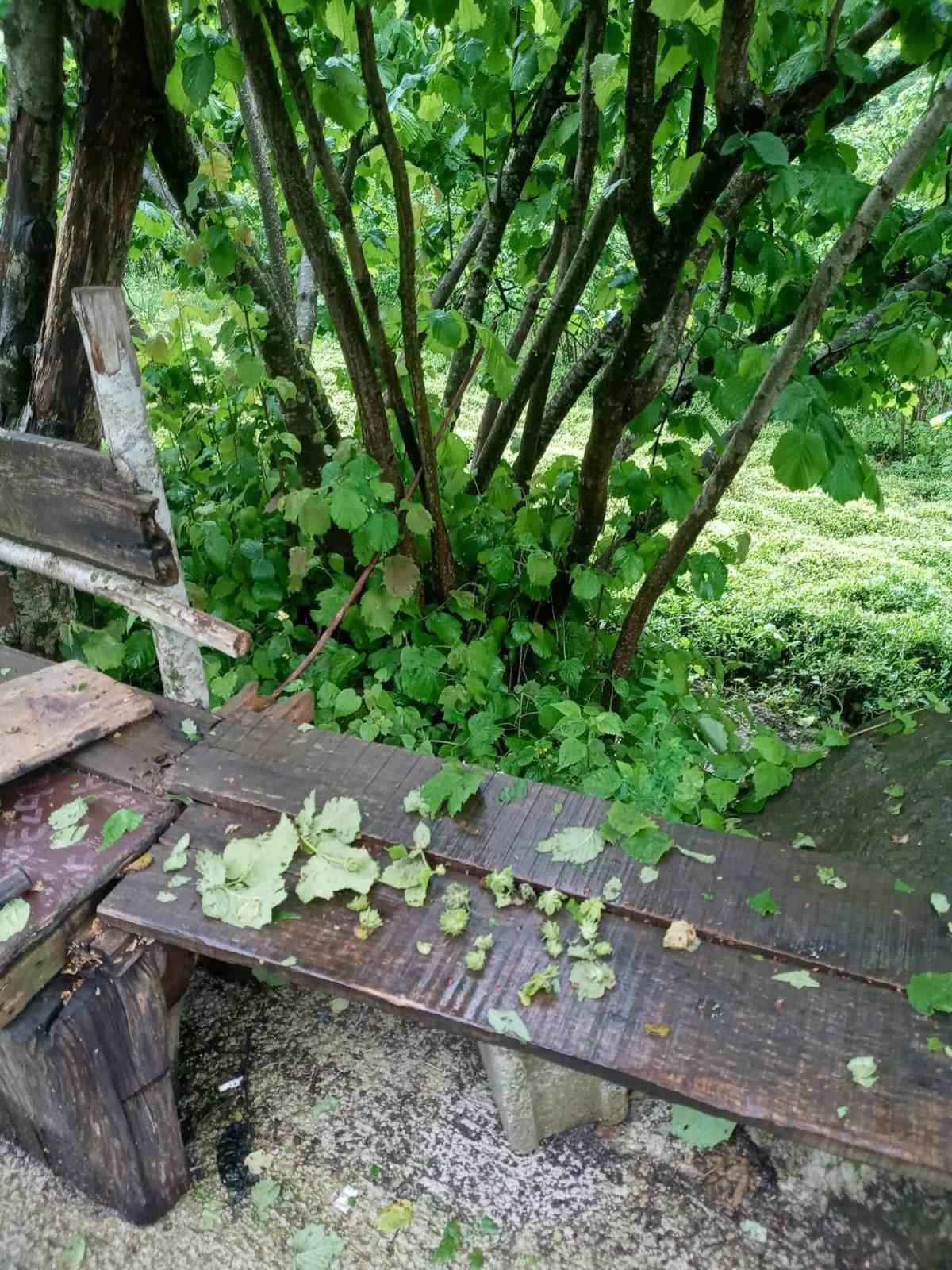 GİRESUN’UN YÜKSEK KESİMLERİNDE DÜN AKŞAM SAATLERİNDE 20 DAKİKAYI BULAN FINDIK