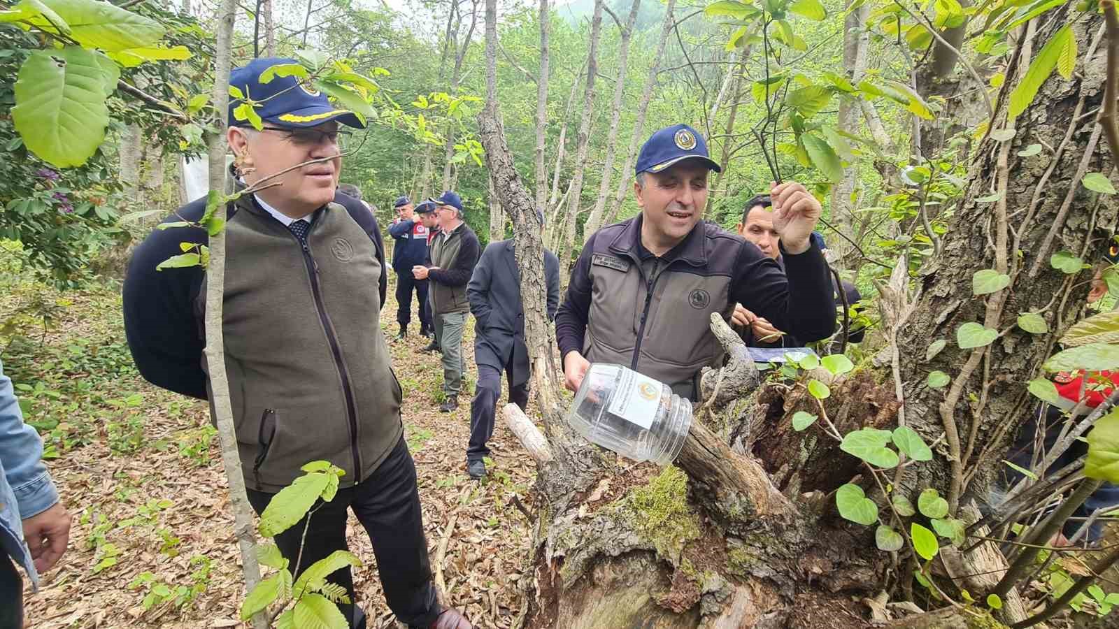 ZONGULDAK'TA ORMAN KÖYLÜLERİNİN ÖNEMLİ BİR GELİR KAYNAĞI VE ÖNEMLİ BİR