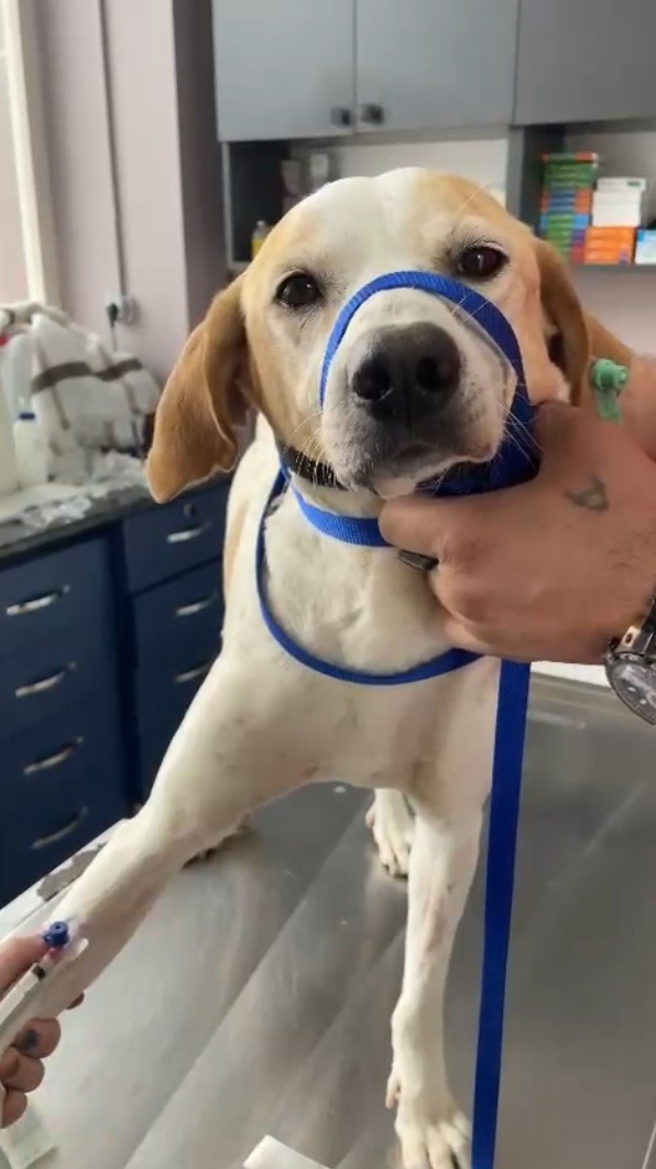 GELİBOLU'DA KANSERLİ SOKAK KÖPEĞİNİN YARDIMINA HAYVANSEVERLER KOŞTU