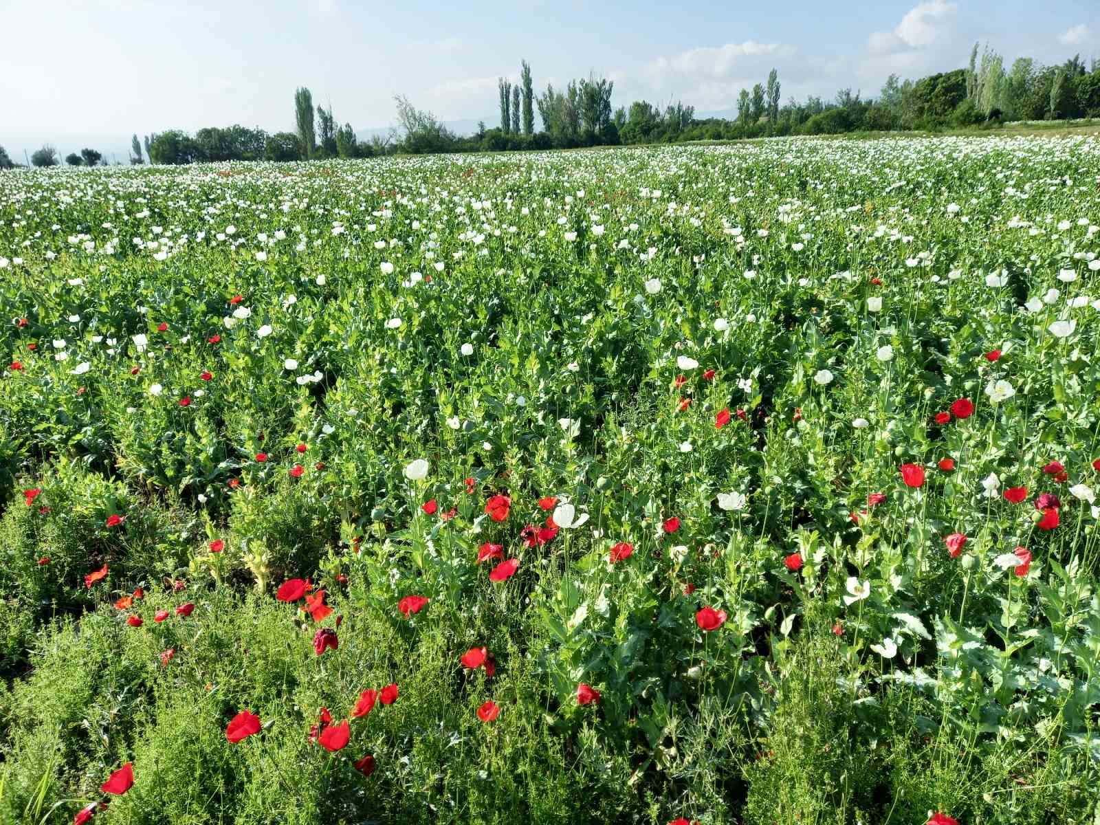 GÜNYÜZÜ BU GÜZELLİKTEN MAHRUM KALDI. GÜNYÜZÜ İLÇESİNDE HAŞHAŞ EKİMİ YOK