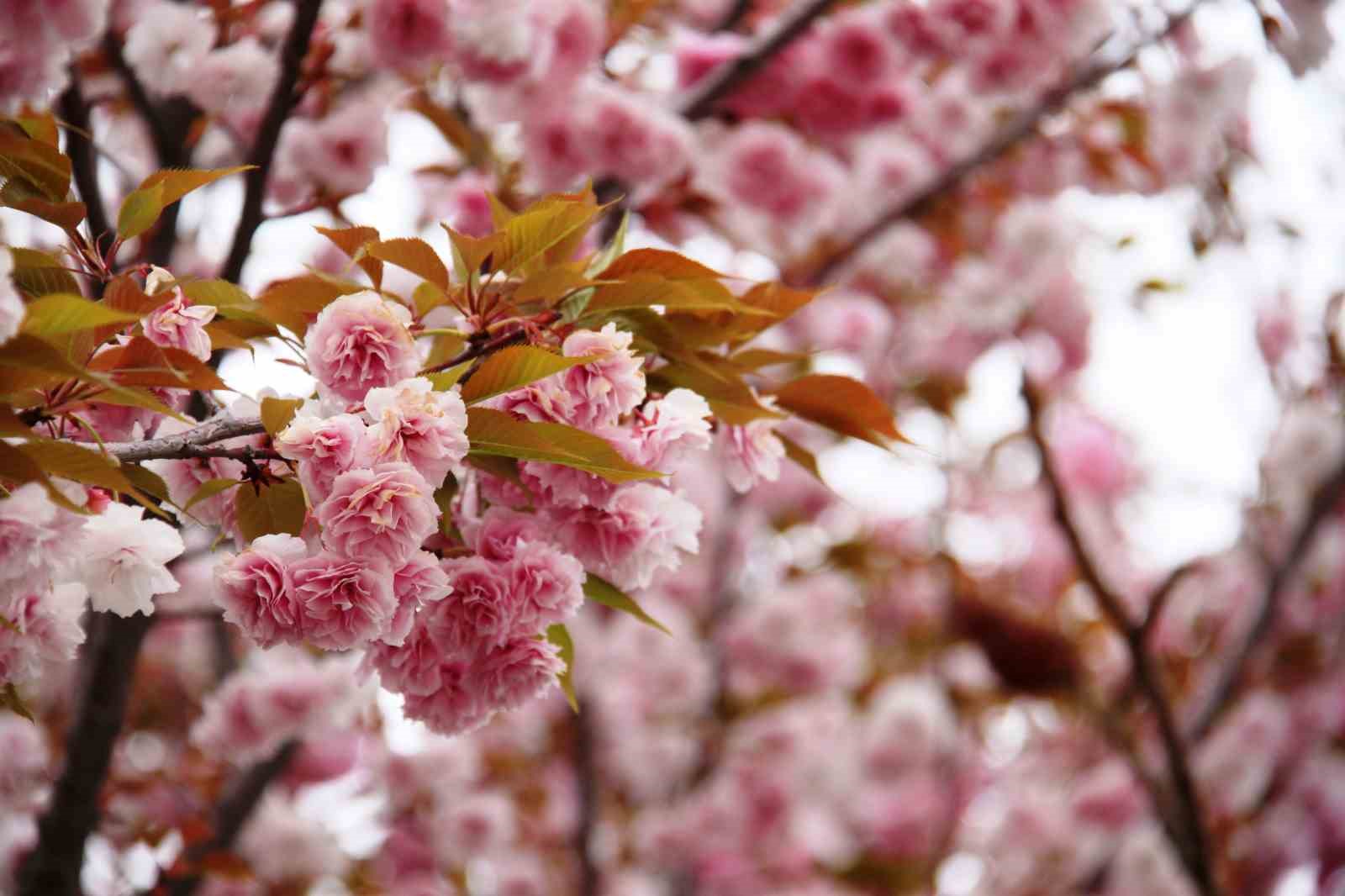 KONYA'NIN KYOTO JAPON PARKI'NDA BULUNAN SAKURA AĞAÇLARI ÇİÇEK AÇTI. JAPONYA’NIN