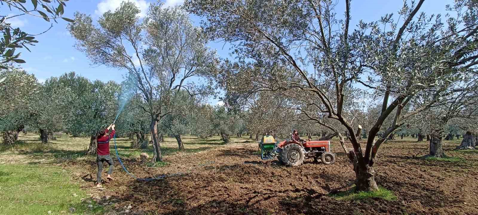 ’Halkalı leke hastalığı’ için ikinci ilaçlama uyarısı ZEYTİN MAHSULÜNÜN VERİMİNİ OLUMSUZ ETKİLEYEN HALKALI LEKE HASTALIĞI İLE MÜCADELE