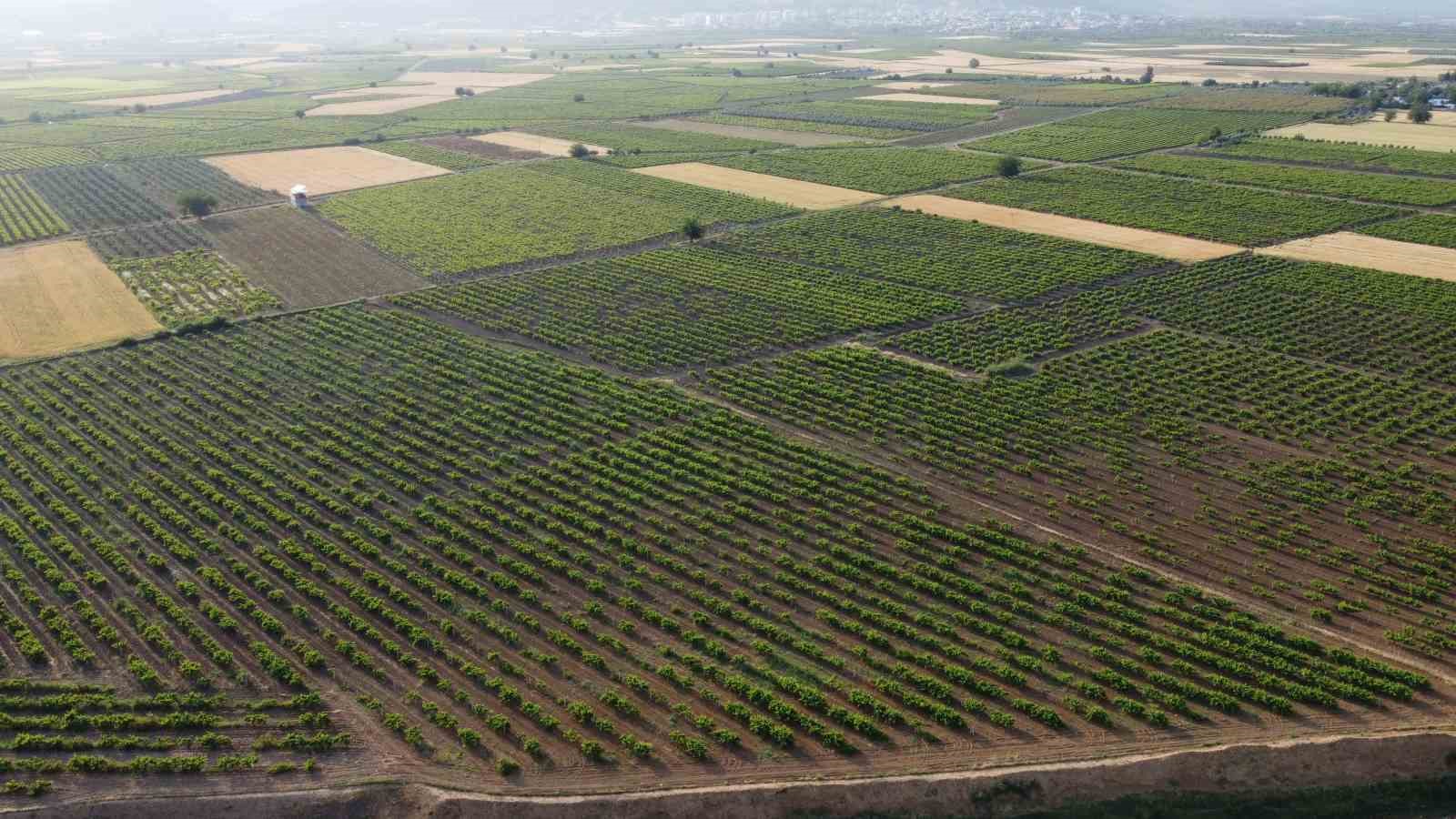 YANMAMASI VE HAVALANMASI İÇİN YERLERE SERİLEN YAPRAKLAR DAHA SONRA, DESTELER